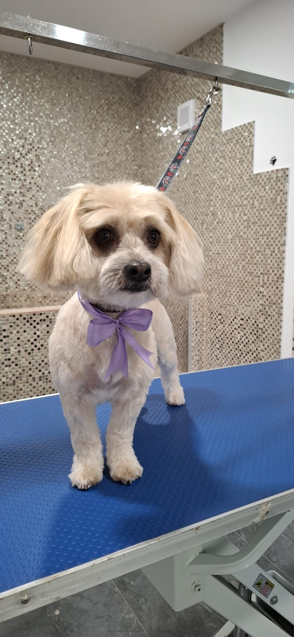 Frizerie Canină După
