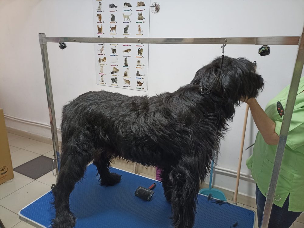 Frizerie Canină Înainte
