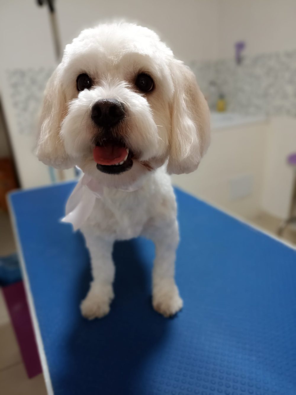 mushy pet i13